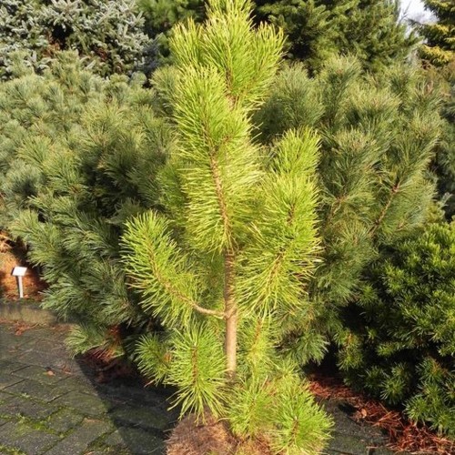 Pinus mugo 'Columbo' - Mägimänd 'Columbo' C2/2L